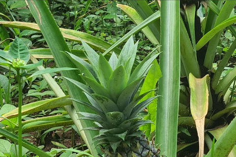 Swahiliköket i Spice FarmSwahili Cuisine på Spice Farm