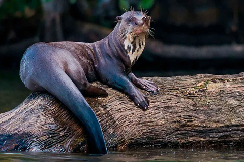 tambopatas djungel