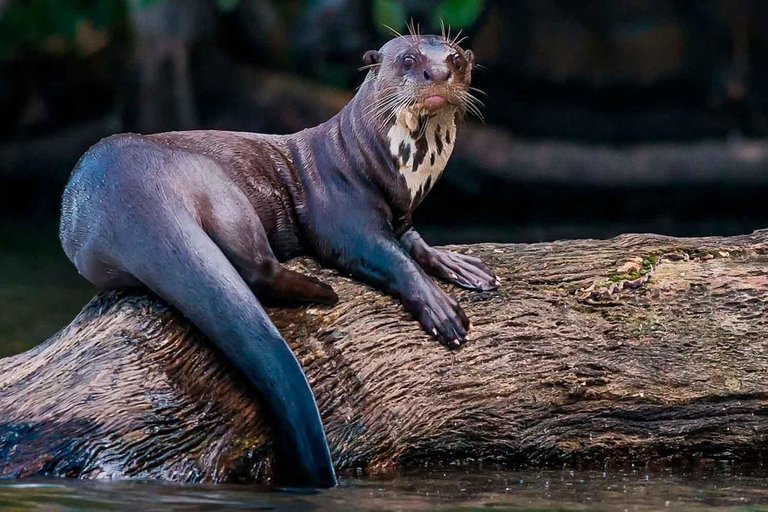 tambopatas djungel