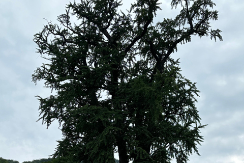 سيول: تجربة &quot;جانغ&quot; الكورية ورحلة صحية مع عشاءيانغبيونغ: تجارب الذواقة والعافية في يوم واحد.