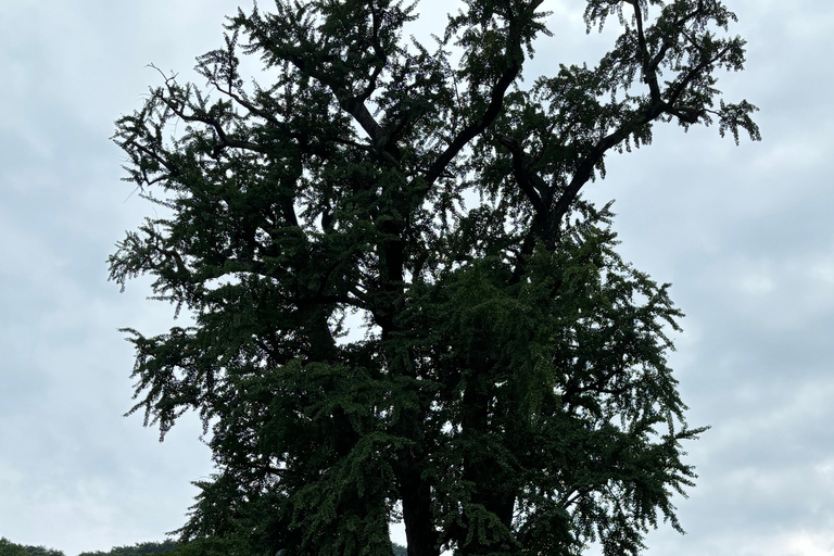 سيول: تجربة &quot;جانغ&quot; الكورية ورحلة صحية مع عشاءيانغبيونغ: تجارب الذواقة والعافية في يوم واحد.