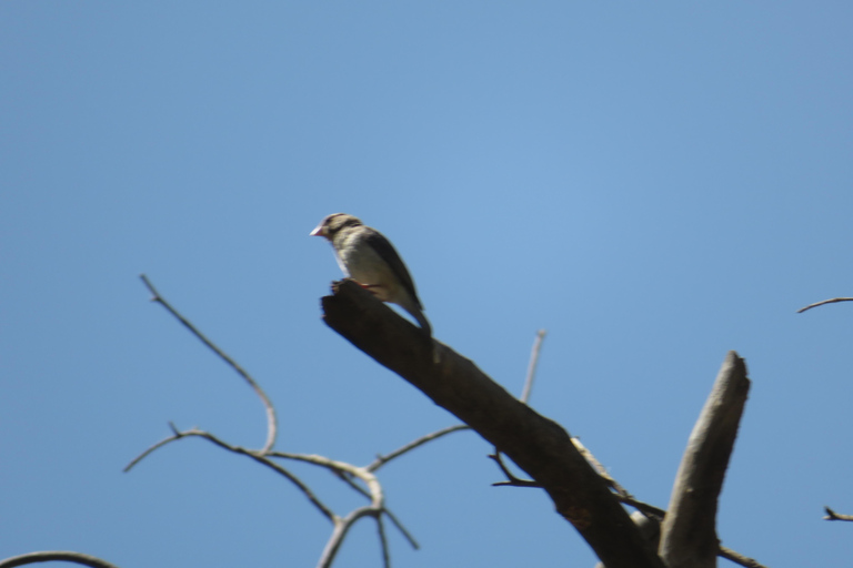 Addis Ababa: 8-Day Bale Mountains Birdwatching Tour