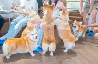 Bangkok: Corgi in the Garden Cafe Eintrittskarte