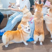 Bangkok: Corgi in the Garden Cafe Entry Ticket