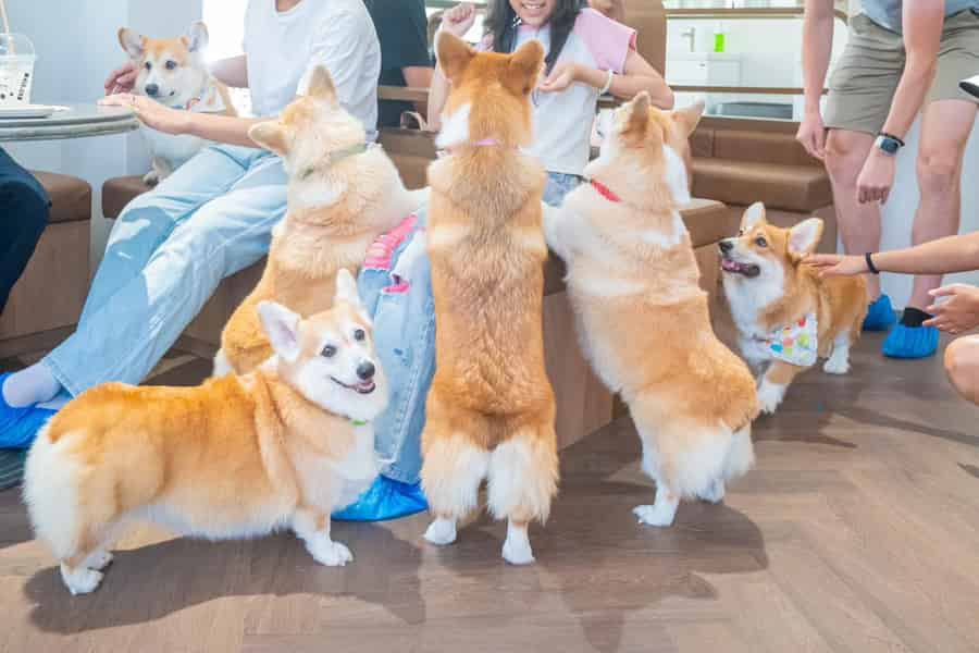 Bangkok: Corgi in the Garden Cafe Eintrittskarte. Foto: GetYourGuide Bangkok: Corgi in the Garden Cafe Eintrittskarte. Foto: GetYourGuide
