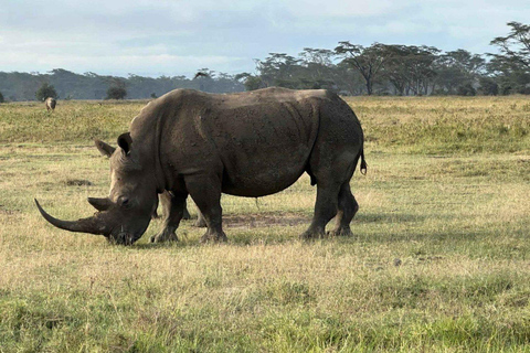 Vanuit Nairobi: Dagtocht naar de meren van Nakuru &amp; Naivasha Nationaal Park