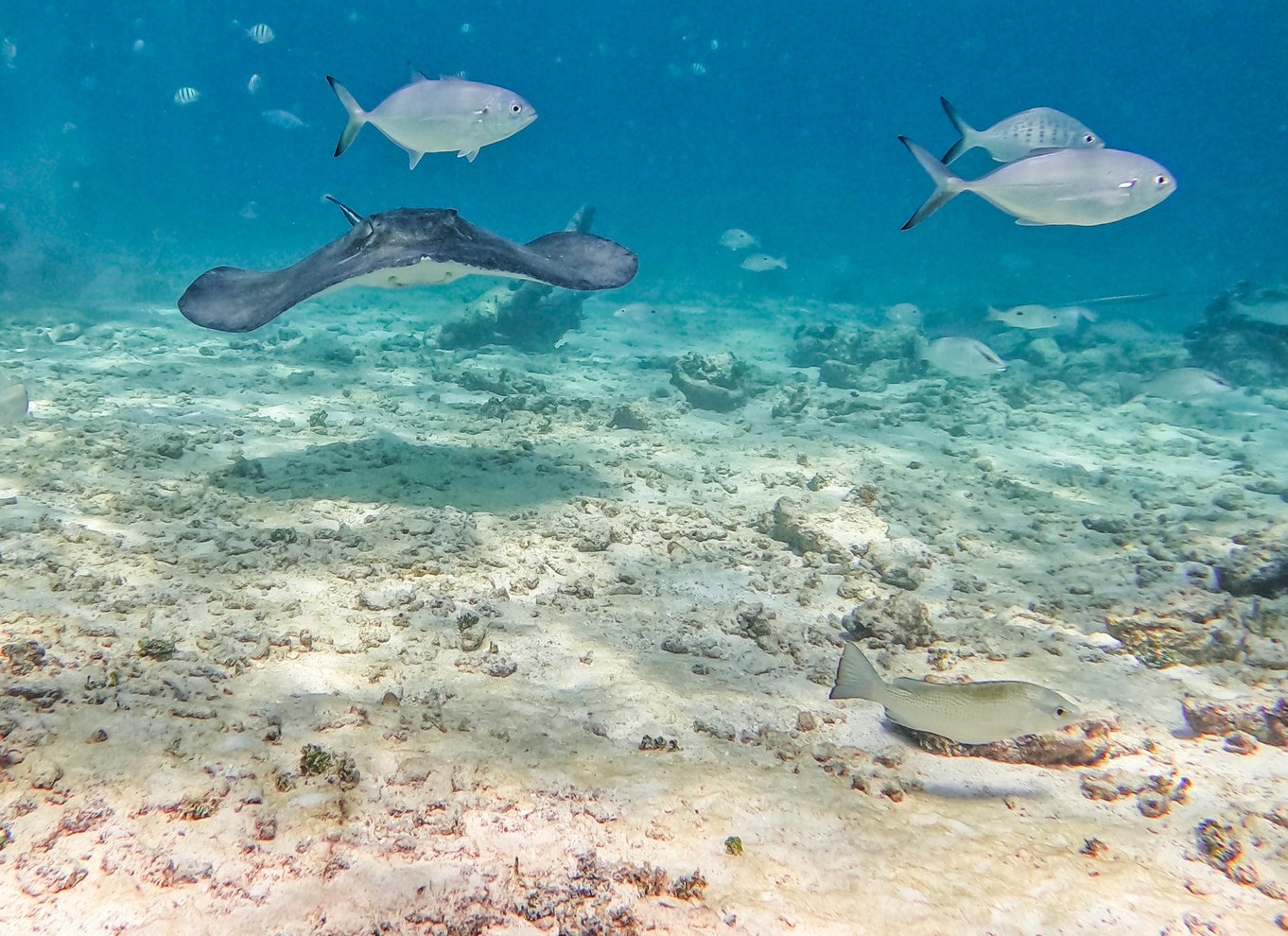 Tulum: 2-timers snorkling på to steder af Tulums rev