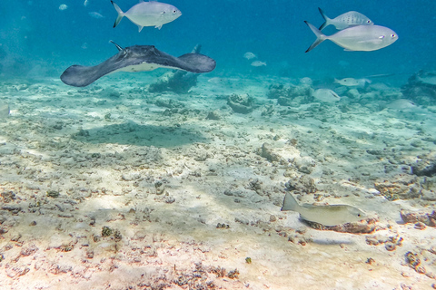 Tulum: Snorkeling at Paradise Reef