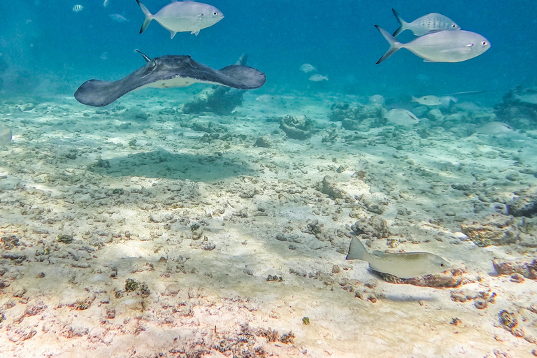 Tulum: Snorkeling at Paradise Reef