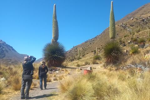 Depuis Huaraz : Excursion d&#039;une journée au glacier Pastoruri et au Puya Raymondi