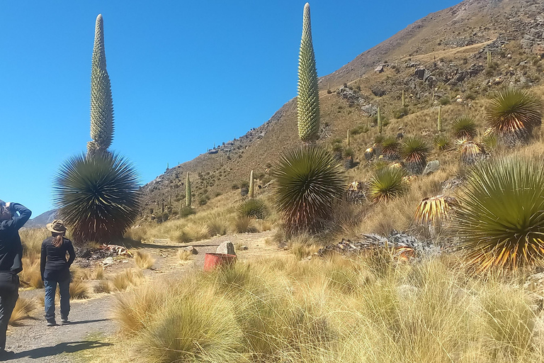 Da Huaraz: Escursione di un giorno al ghiacciaio Pastoruri e alla Puya Raymondi