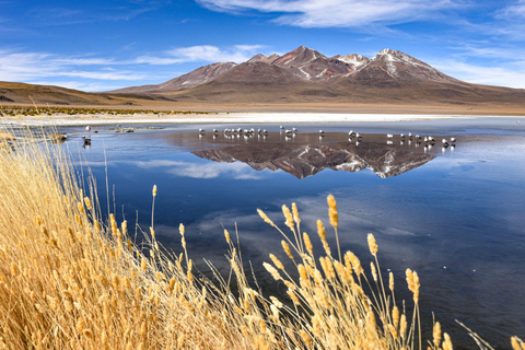 Salt flats, colorful lagoons 3d 2n Tour + Transfer San Pedro