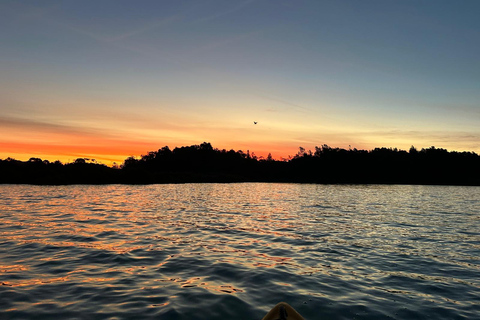 Auckland: Bioluminescence Kayak Tour with Guide