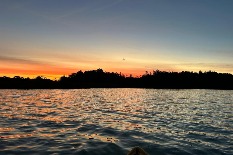 Auckland: Bioluminescence Kayak Tour with Guide