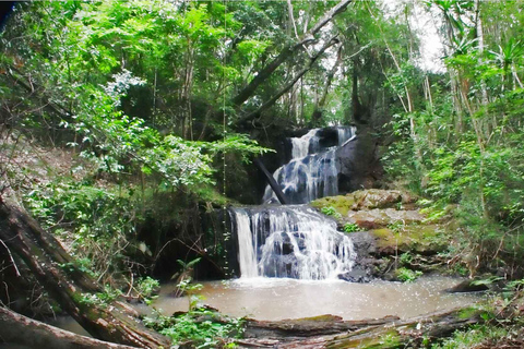 Nairobi: Tour guidato a piedi nella foresta di Karura