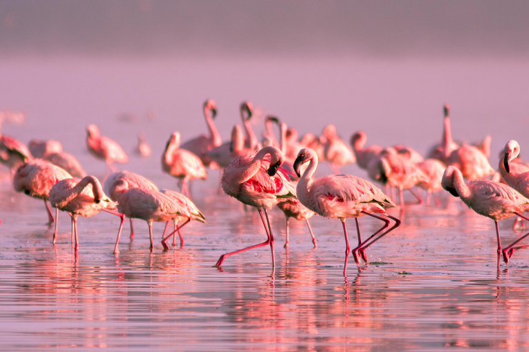 Flamingo-fågelskådning i Ebrodeltat vid solnedgången