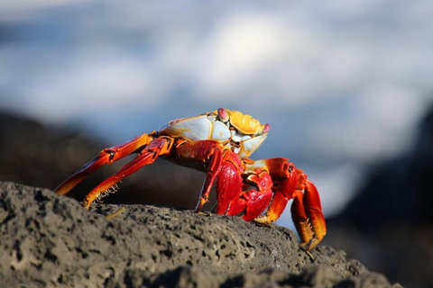 Desde Pto Ayora: Excursión de un día a Floreana y Punta CormoránDesde Pto Ayora: Excursión de un día a la parte deshabitada de Floreana