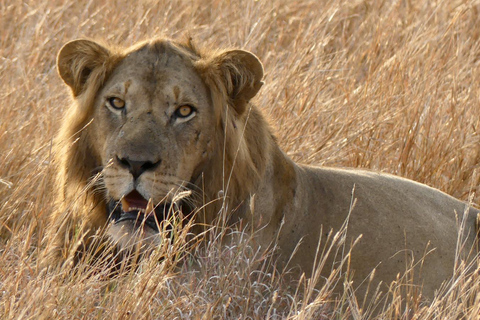 恩德培/坎帕拉：默奇森瀑布和齐瓦犀牛两日游