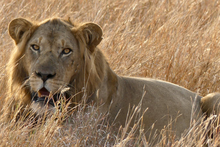 恩德培/坎帕拉：默奇森瀑布和齐瓦犀牛两日游