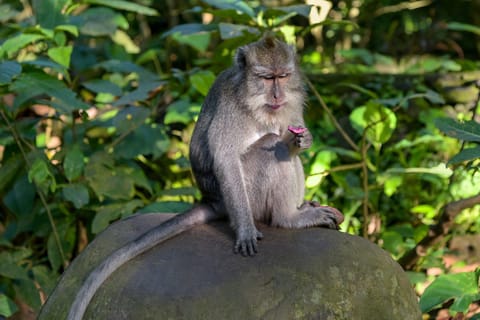 Bali: Ubud Tour Monkey Forest, Waterfall, Rice Terrace, Temple.