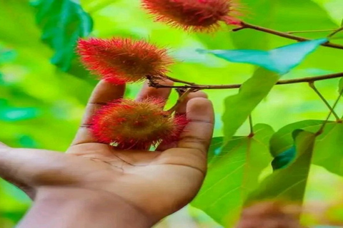 Visita às especiarias e à cidade de pedra