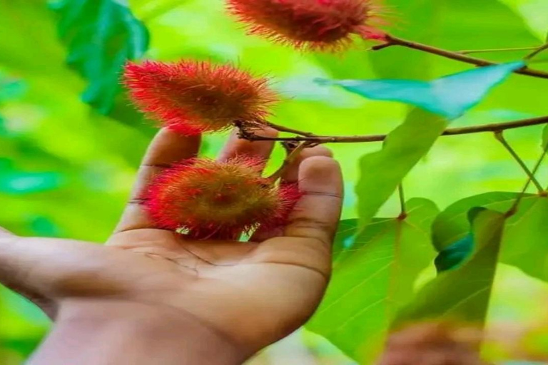 Visita às especiarias e à cidade de pedra