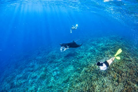 Bali/Nusa Penida: Private Manta Point Snorkeling Experience