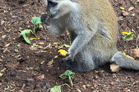 Addis Abeba: Tagestour in den Menagesha Suba Forest mit Guide