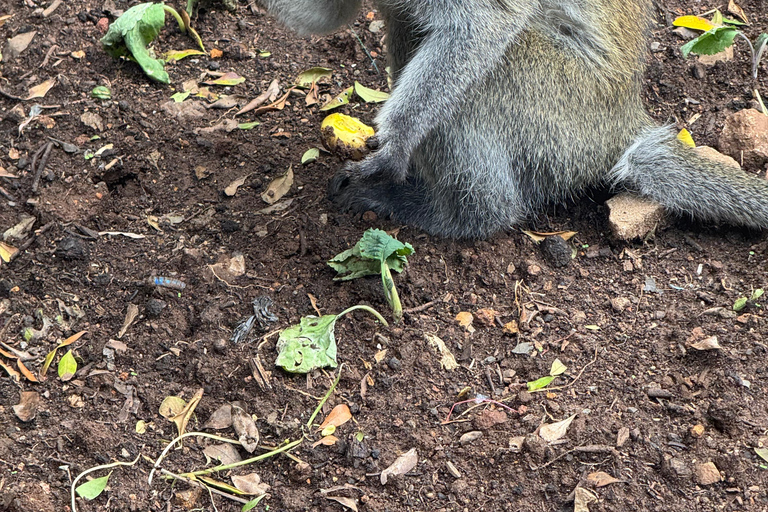 Addis Abeba: Tagestour in den Menagesha Suba Forest mit Guide