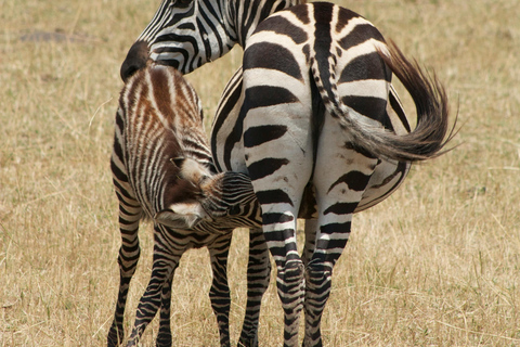 Zanzibar: 3-Day Honeymooners Luxury Fly-In Safari