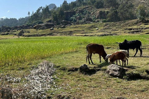 Addis Abeba: Kloster, Höhle, Blaue Nilschlucht und Paviane