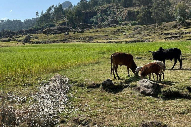 Addis Abeba: Kloster, Höhle, Blaue Nilschlucht und Paviane