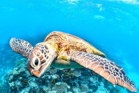 Cairns: Excursión de 2 días a la Gran Barrera de Coral y la Selva Tropical de Daintree