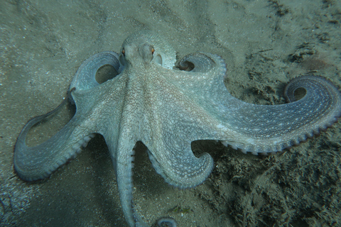 Hersonissos, Stalida: Scuba Diving Experience for beginners