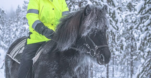 Levi: Riding Trek with Icelandic Horses