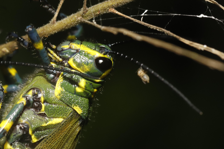 São Paulo: Forest Night Walk Tour with a Biologist