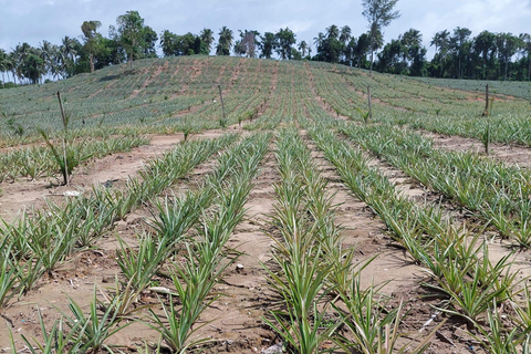 Khao Lak : excursion à vélo d'une demi-journée vers les cascades et les lacs, avec déjeunerKhao Lak : excursion à vélo d'une demi-journée vers les cascades et les lacs, avec