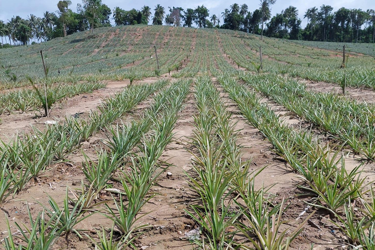 Khao Lak : excursion à vélo d'une demi-journée vers les cascades et les lacs, avec déjeunerKhao Lak : excursion à vélo d'une demi-journée vers les cascades et les lacs, avec