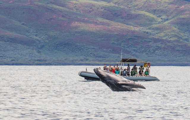 Maui: Tour guidato per l&#039;osservazione delle balene su eco-zattera