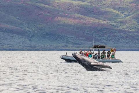 Maui: Tour guidato per l'osservazione delle balene su eco-zattera