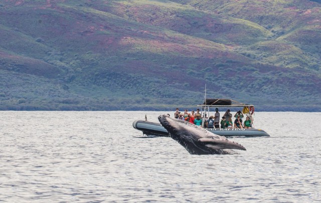 Visit Maui Guided Whale Watching Tour on Eco Raft in Maui