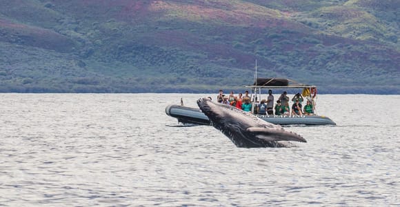 Maui: Guided Whale or Dolphin Watching Tour on Eco Raft