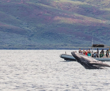 Maui: Guided Whale Watching Tour on Eco Raft