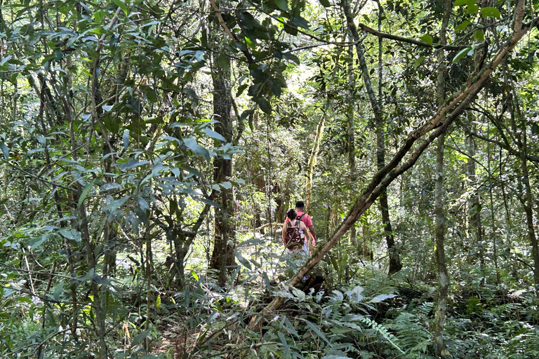 Essence of Iguazú: Full-Day Tour of Iguazú Falls (Brazil Side) and São João Trail Essence of Iguaçu: Full Day at Iguaçu Falls, Brazil, and São João Trail