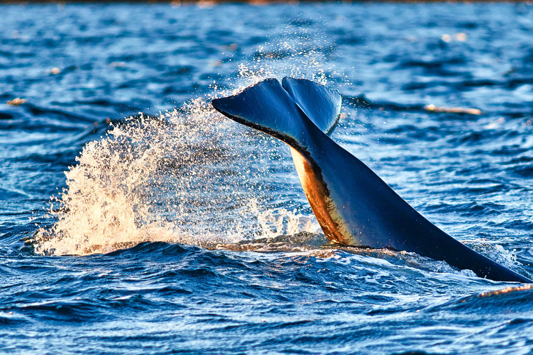 From Tromso: Whale Watching in Magic Skjervoy