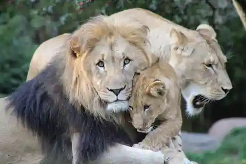 Addo Full Day Safari: Lunch/Drinks/Pick/Drop-Off Included