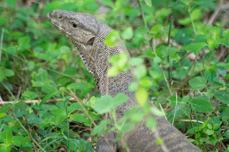 Ella: Udawalawa safaridrop: Tangalle / Mirissa / Galle