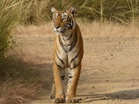 ランタファレ、ランタフフォフ国立公園サファリ - Housity