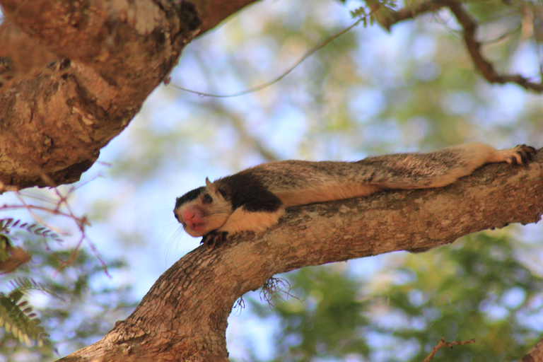 Van: Mirissa/ Matara/ Koggala - YALA Safari -Afzetten: Ella