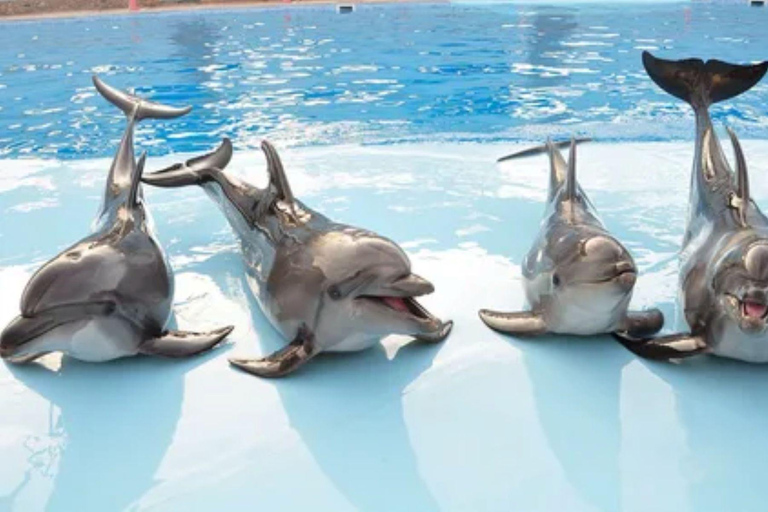 Visita ao espetáculo dos golfinhos com transporte de Alanya e SideVisita a um espetáculo de golfinhos com transfer de Alanya